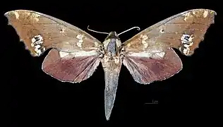 Apers de la femelle (coll.MHNT)