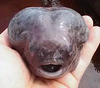 Aptocyclus ventricosus