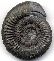 Ce Dactylioceras du Yorkshire a été sculpté en « serpent » pour évoquer la légende de Hilda de Whitby (VIIe&nbsp;siècle).