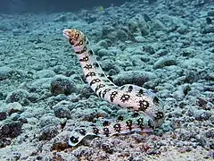 Echidna nebulosa, une murène.