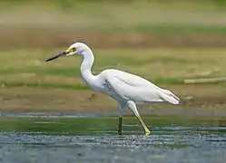 Aigrette neigeuse dans le Jamaica Bay Wildlife Refuge&nbsp;(en) à New York. Aout 2021.