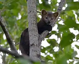 Zibeline (Martes zibellina)