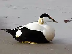Eider à duvet