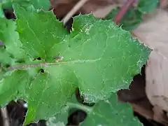 Lobe terminal triangulaire.