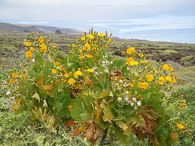 Sonchus pinnatifidus dans son habitat à Lanzarote.
