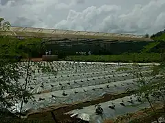 Technique de culture au centre Songhaï.