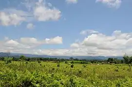 Prés du village de Sonitpur. L'agriculture et l'élevage sont l'occupation d'une grande majorité des habitants de cette vallée très fertile.