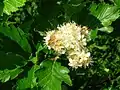 Sorbus arranensis (fleurs).