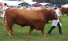 Image illustrative de l’article South Devon