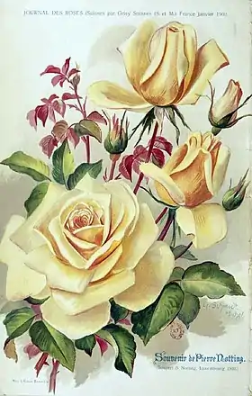 Image illustrative de l’article Souvenir de Pierre Notting