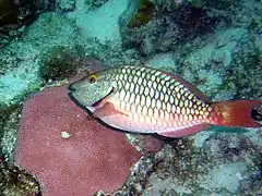 Sparisoma chrysopterum