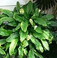 Spathiphyllum floribundum