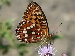 Speyeria hydaspe