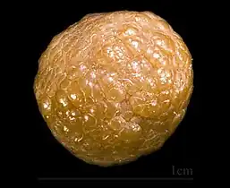 Sphaérosiderite  Mines de Batère (Pyrénées Orientales) - France (1&nbsp;cm)