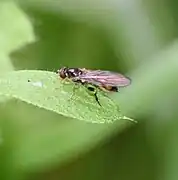 Sphegina elegans - femelle.