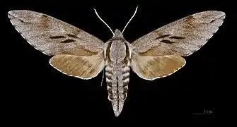 Avers de la femelle (coll. MHNT)