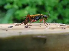 Priocnemis conformis