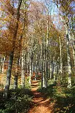 Le GR VA dans le Spijkerbos (nl)