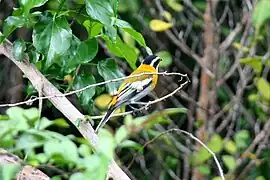 Spindalis zena pretrei