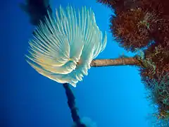 Sabella spallanzanii