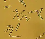 Spirulina sp. au microscope (Pseudanabaenaceae).