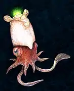 Spirula spirula, unique survivant des Spirulida.