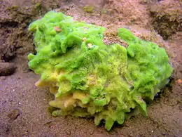 Spongilla lacustris U.S.A.(Spongillida)