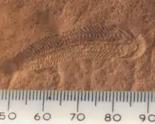 Spriggina floundensi.