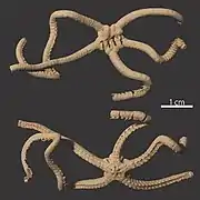 Squamophis amamiensis.