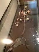 Squelette humoristique de sirène au musée national du Danemark.