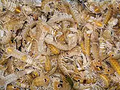 Squilles en vente dans un marché aux poissons.