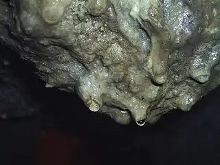 Gouttes d'eau se formant à l'extrémité d'une stalactite (Grotte de Loltun&nbsp;(en), Yucatan).