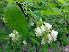 Fleurs de Staphylea trifolia