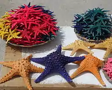 Des Pentaceraster séchées pour la vente aux touristes aux Philippines.