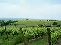 Vue du vignoble (mai&nbsp;2009)