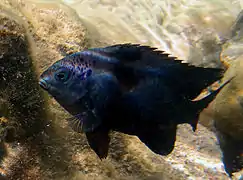 Un grégoire d'ébène (Stegastes limbatus)