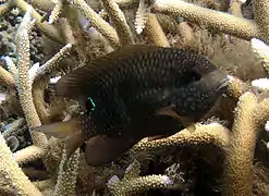 Un grégoire fermier (Stegastes punctatus)