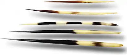 5 grandes épines de taille et rayures différentes