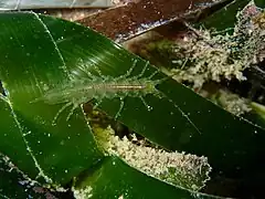 Stenosoma appendiculatum, un isopode mimétique des posidonies.
