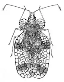 dessin du Musée d'histoire naturelle de l'université d'Oxford