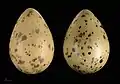 Œufs de Stercorarius parasiticus -  Muséum de Toulouse