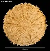 Sterechinus antarcticus