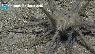 Stereocidaris hawaiiensis