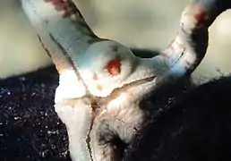 Stilifer linckiae, endoparasite d'une Linckia multifora à La Réunion.