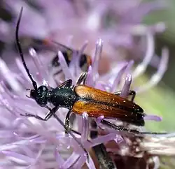 Stenurella melanura (Linné, 1758) ♂