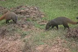 Des mangoustes du parc.