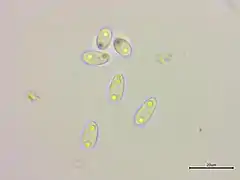 Spores biguttulées.