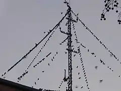 Rassemblement sur une antenne à Lille (France).