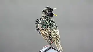 Étourneau sur un toit dans le village d'Aye (Belgique).