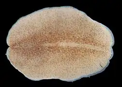 Stylochus ellipticus, un Stylochidae